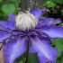 clematis blau doppelt 2